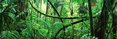 La Loi de la Jungle